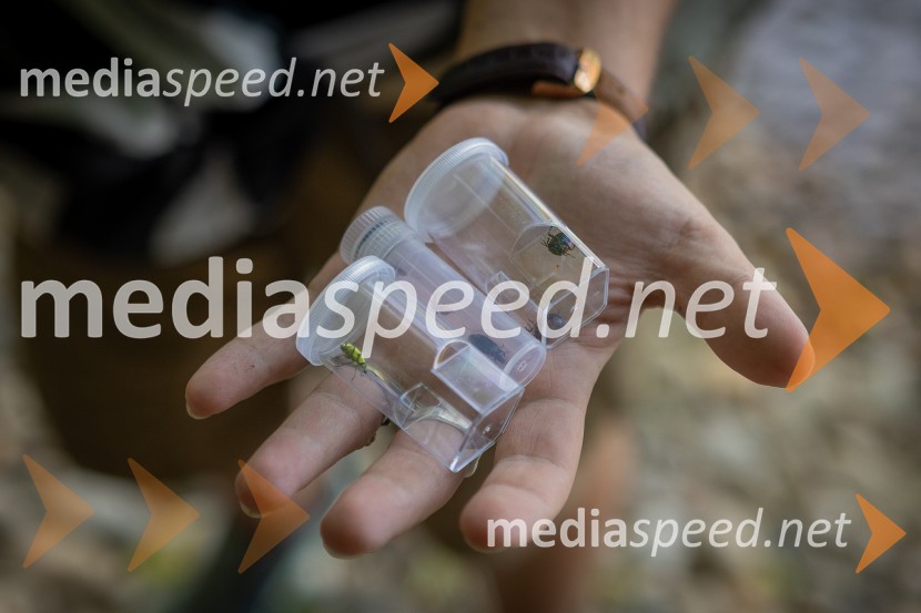 BioBlitz Slovenija 2025, 24-urno raziskovanje narave