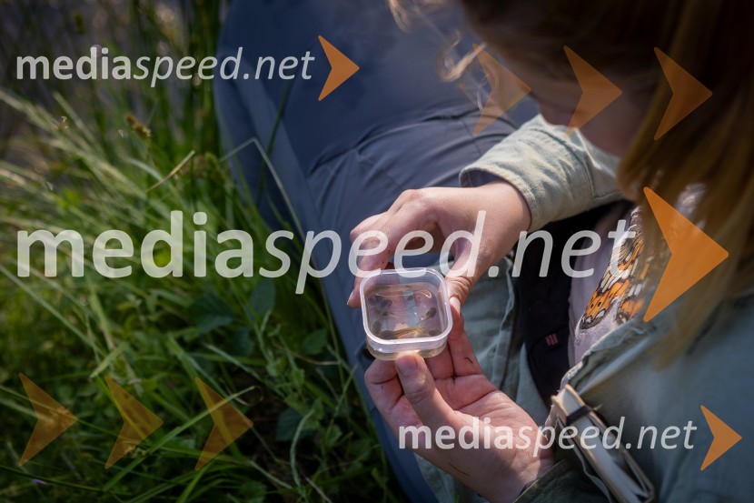 BioBlitz Slovenija 2025, 24-urno raziskovanje narave