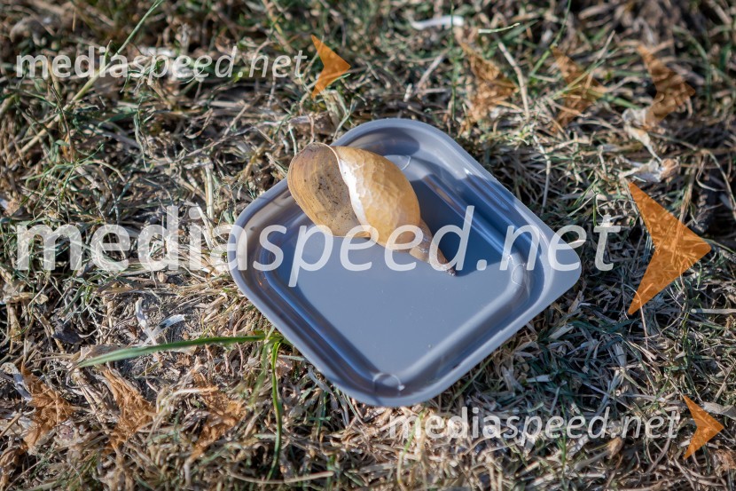 BioBlitz Slovenija 2025, 24-urno raziskovanje narave