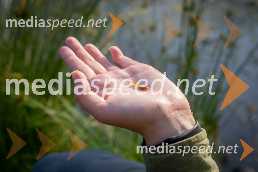 BioBlitz Slovenija 2025, 24-urno raziskovanje narave