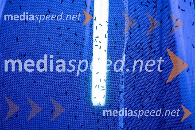 BioBlitz Slovenija 2025, 24-urno raziskovanje narave