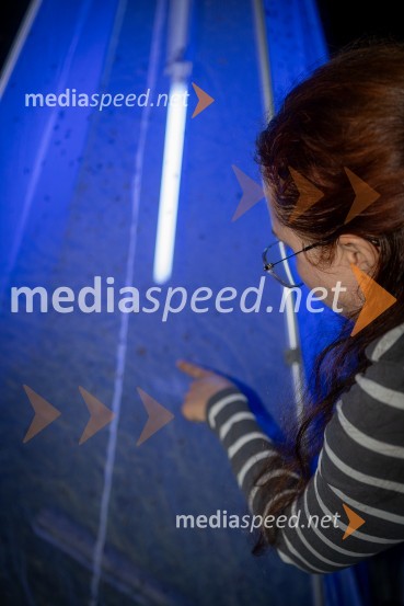 BioBlitz Slovenija 2025, 24-urno raziskovanje narave