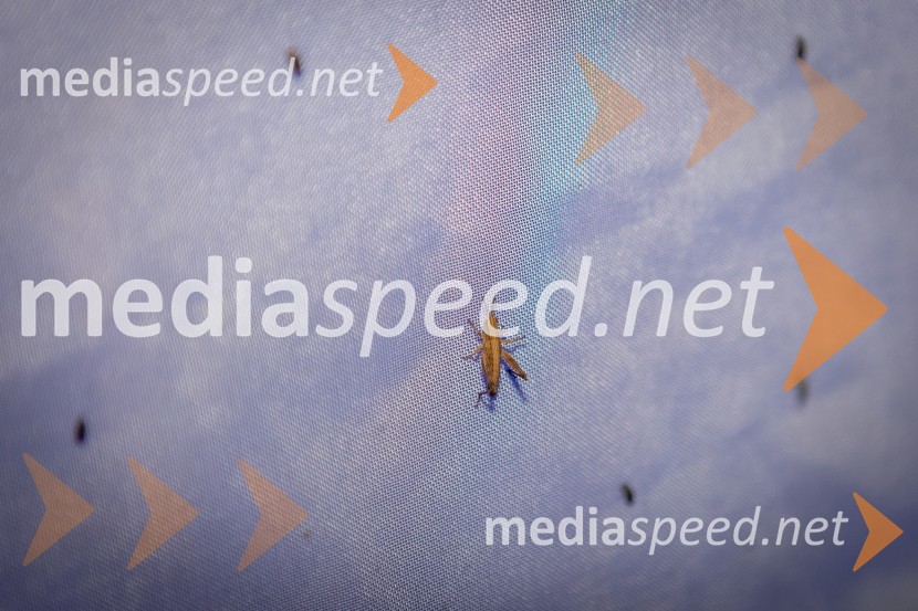 BioBlitz Slovenija 2025, 24-urno raziskovanje narave