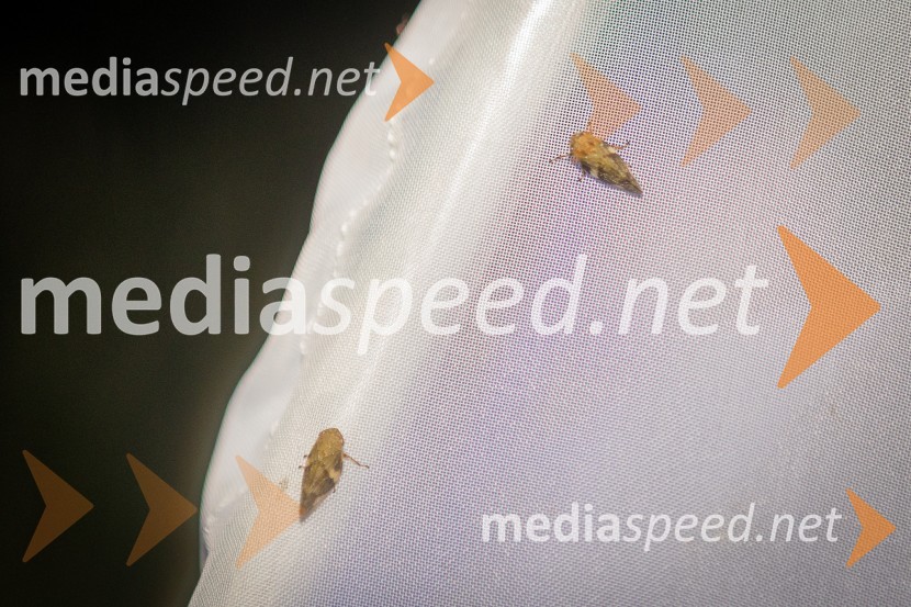 BioBlitz Slovenija 2025, 24-urno raziskovanje narave