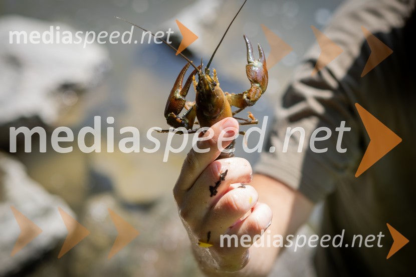 BioBlitz 2025, zaključek naravoslovnega maratona