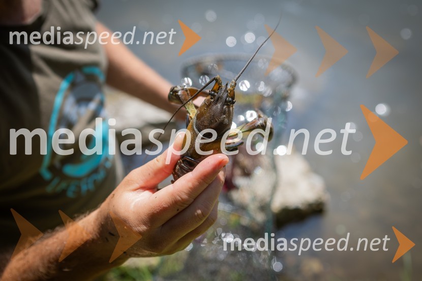 BioBlitz 2025, zaključek naravoslovnega maratona