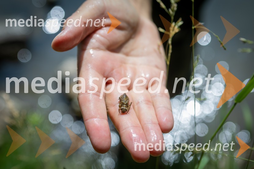 BioBlitz 2025, zaključek naravoslovnega maratona