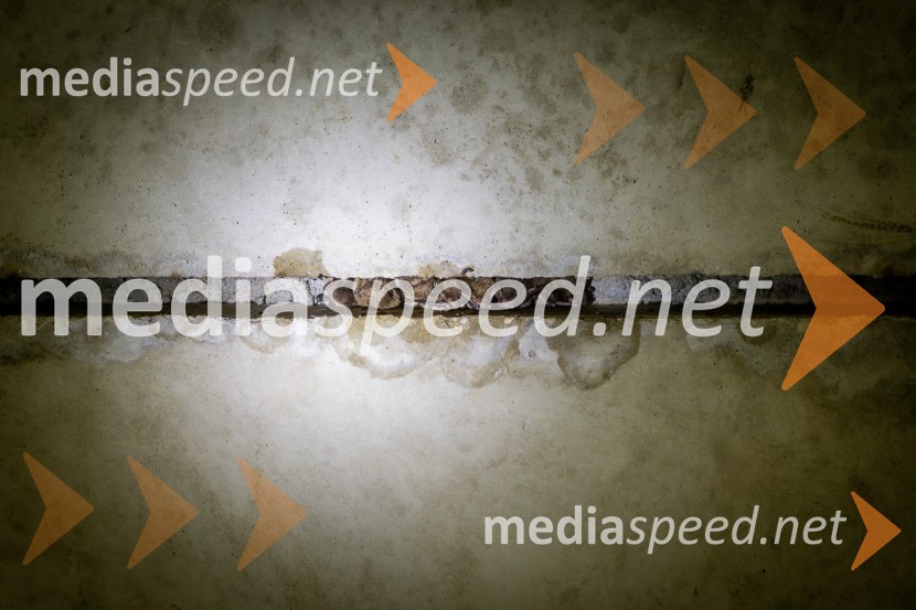 BioBlitz 2025, zaključek naravoslovnega maratona