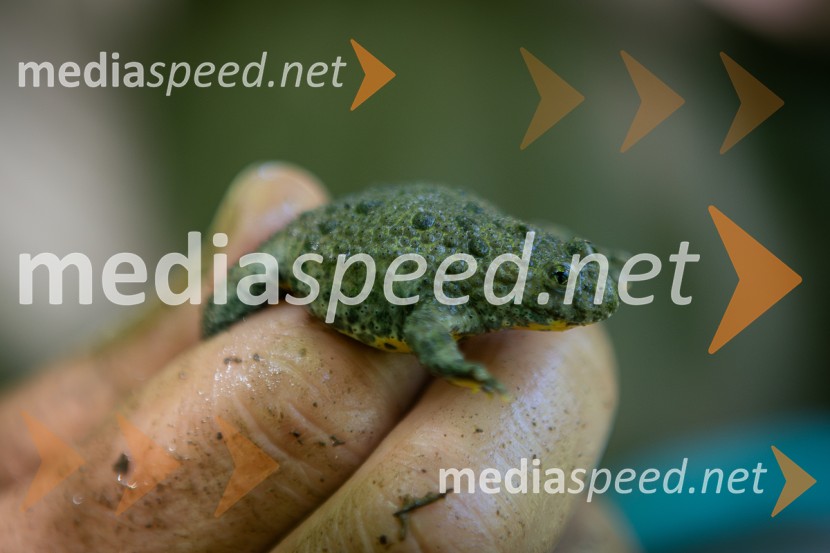 BioBlitz 2025, zaključek naravoslovnega maratona