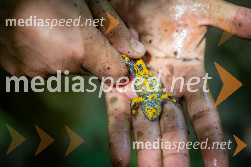 BioBlitz 2025, zaključek naravoslovnega maratona