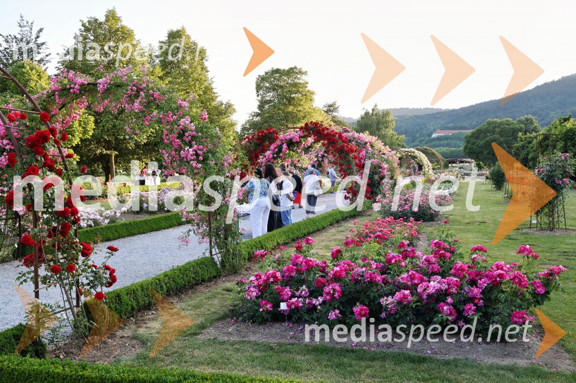 Vrtnice in vino v Botaničnem vrtu Univerze v Mariboru