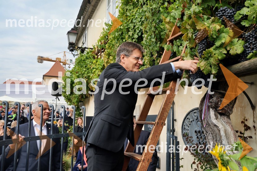 prof. dr. Zdravko Kačič, rektor Univerze v MariboruSvečana trgatev najstarejše trte 2025 in razglasitev vinske kraljice