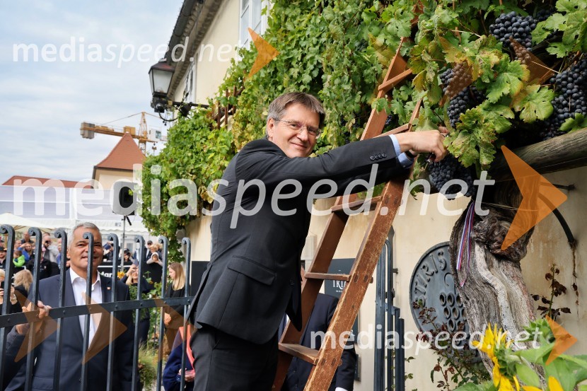 prof. dr. Zdravko Kačič, rektor Univerze v MariboruSvečana trgatev najstarejše trte 2025 in razglasitev vinske kraljice