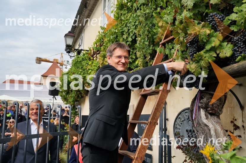  Aleksander Saša Arsenovič, župan, Mestna občina Maribor; prof. dr. Zdravko Kačič, rektor Univerze v MariboruSvečana trgatev najstarejše trte 2025 in razglasitev vinske kraljice
