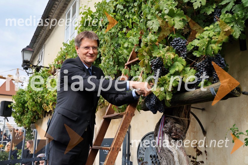 prof. dr. Zdravko Kačič, rektor Univerze v MariboruSvečana trgatev najstarejše trte 2025 in razglasitev vinske kraljice