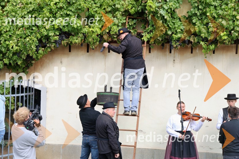 Svečana trgatev najstarejše trte 2025 in razglasitev vinske kraljice