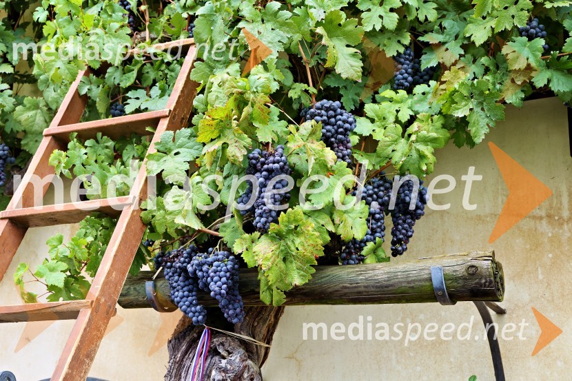 Svečana trgatev najstarejše trte 2025 in razglasitev vinske kraljice