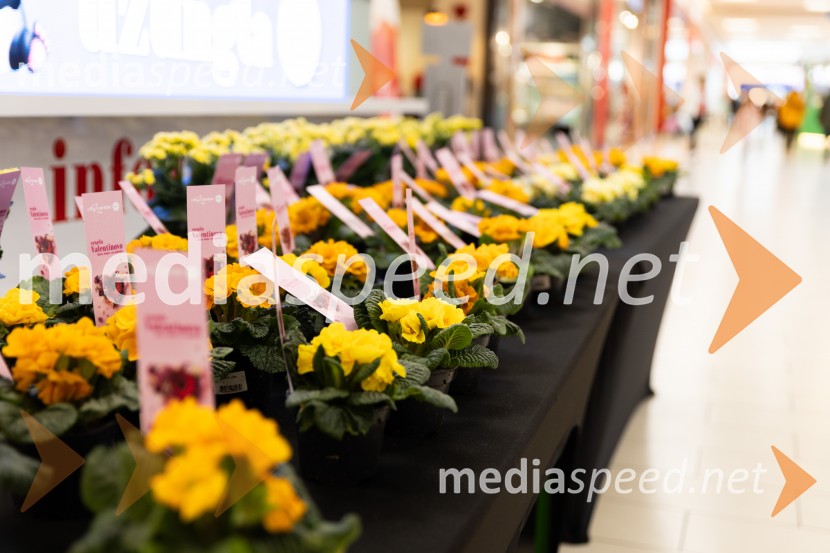 Valentinovo, Citycenter Celje