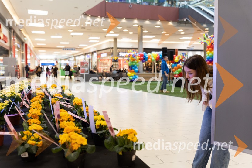 Valentinovo, Citycenter Celje