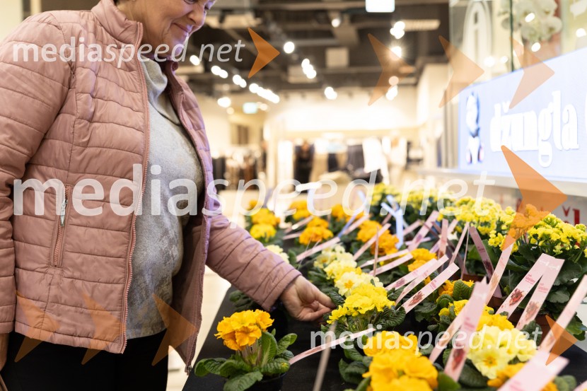 Valentinovo, Citycenter Celje
