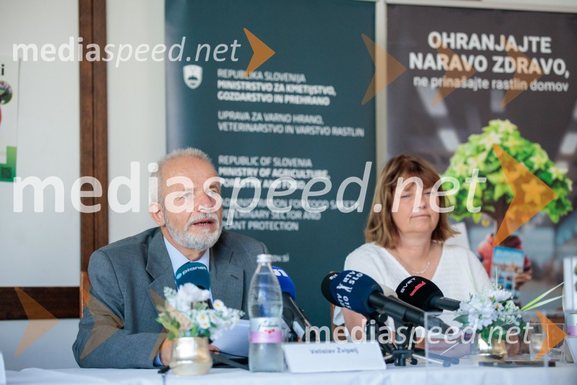 Japonski hrošč: strokovnjaki predstavili ključne ukrepe za zaščito slovenskih rastlin