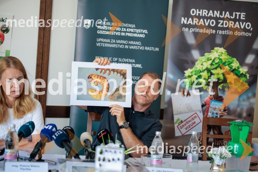 Japonski hrošč: strokovnjaki predstavili ključne ukrepe za zaščito slovenskih rastlin