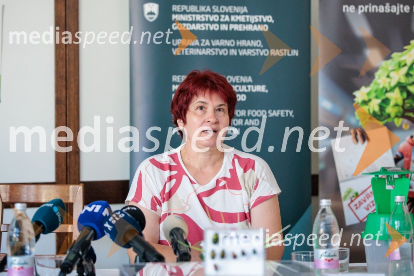 Japonski hrošč: strokovnjaki predstavili ključne ukrepe za zaščito slovenskih rastlin