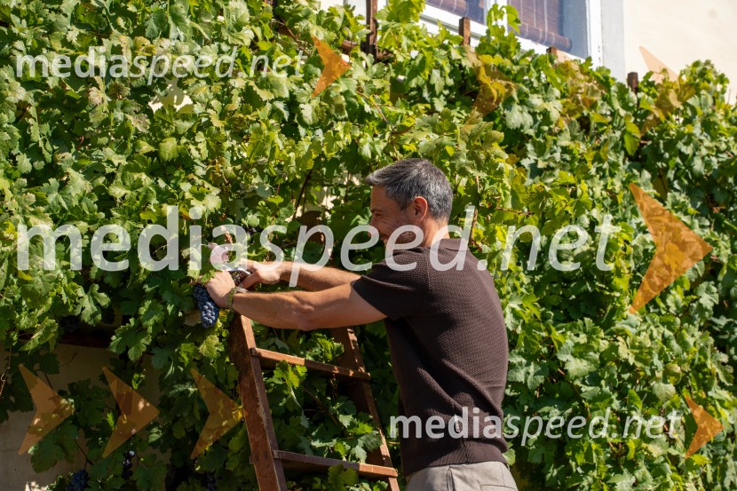40. Praznik trgatve Najstarejše trte