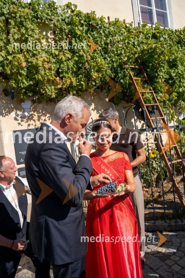 40. Praznik trgatve Najstarejše trte