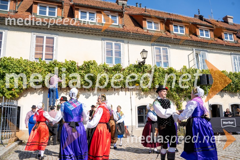 40. Praznik trgatve Najstarejše trte