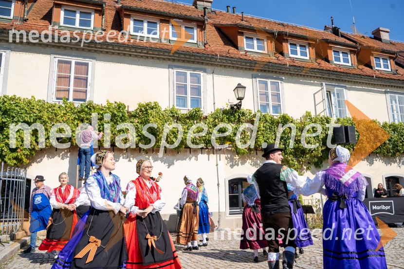 40. Praznik trgatve Najstarejše trte