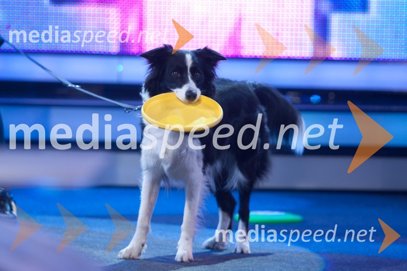 psička Bora2. polfinalna oddaja Slovenija ima talent