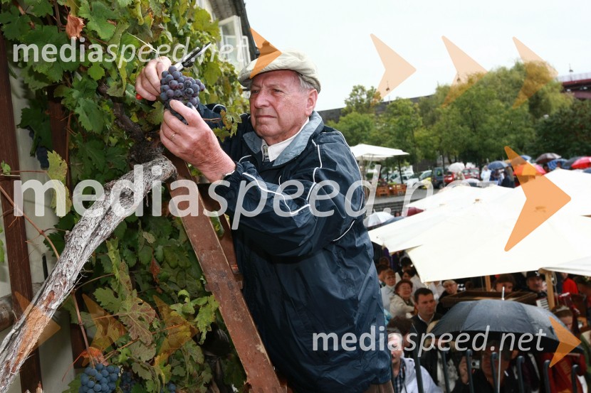 Tone Zafošnik, častni mestni viničarTrgatev Stare trte v Mariboru