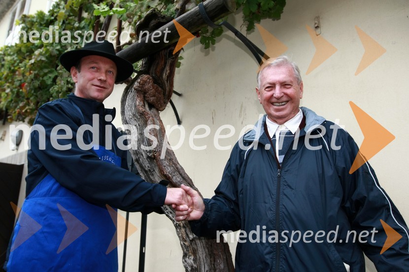 Predaja poslov med starim in novim mestnim viničarjem - Stanislav Kocutar in Tone Zafošnik	Trgatev Stare trte v Mariboru