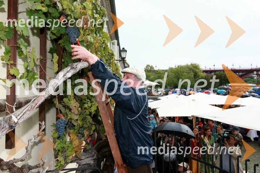 Tone Zafošnik, častni mestni viničarTrgatev Stare trte v Mariboru