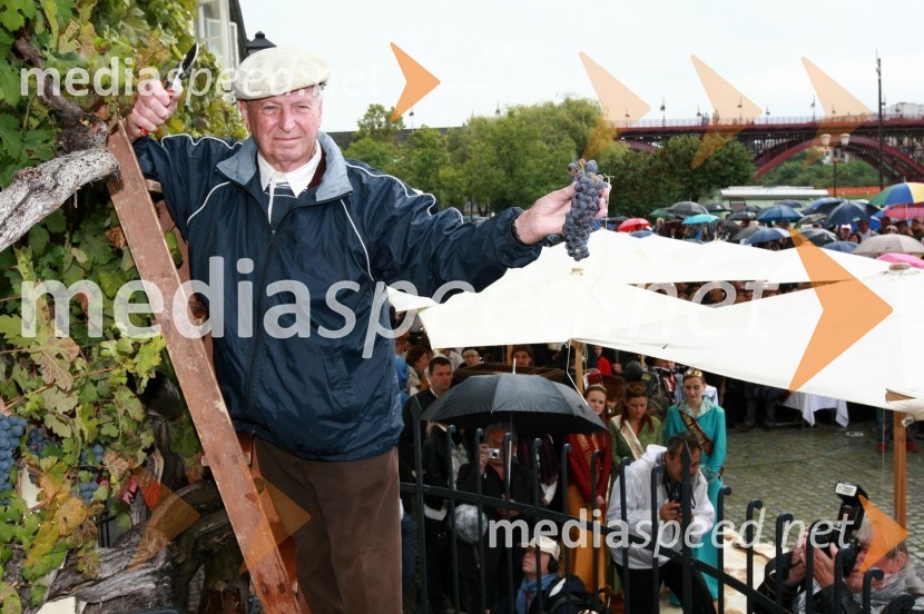 Tone Zafošnik, častni mestni viničarTrgatev Stare trte v Mariboru