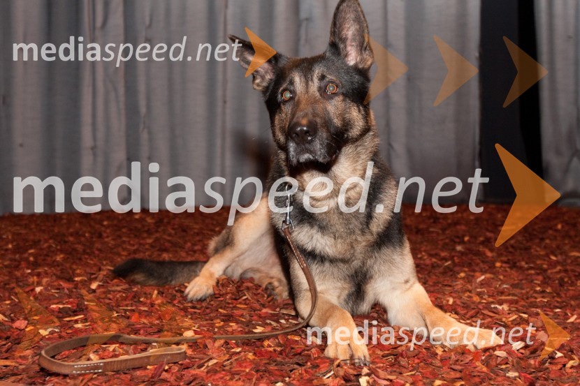 Sovražnik ljudstva, premiera v SNG Nova Gorica