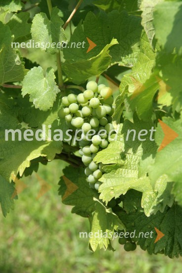 GrozdjeMaribor, Slovenija