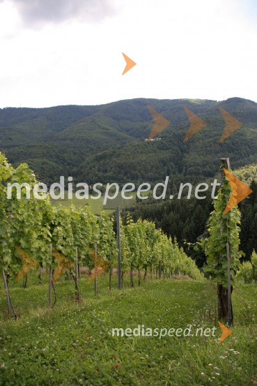 VinogradMaribor, Slovenija