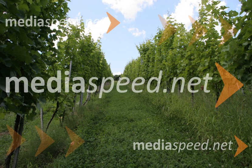 VinogradMaribor, Slovenija