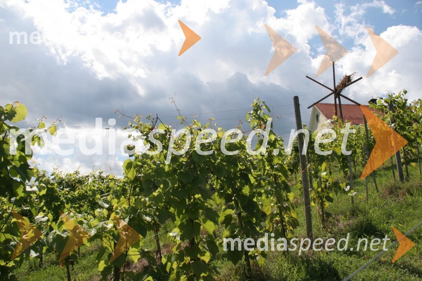 VinogradMaribor, Slovenija