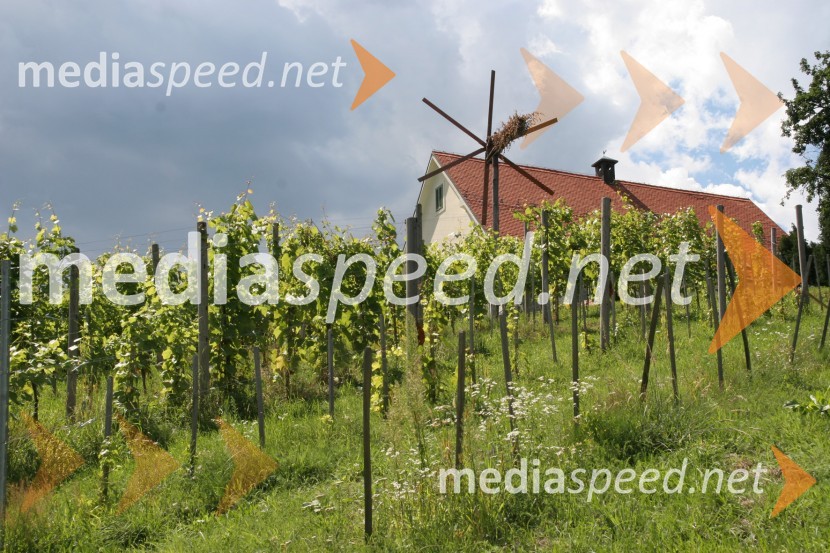 VinogradMaribor, Slovenija