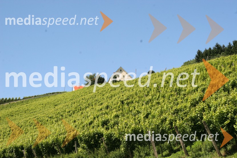 Vinograd Fakultete za kmetijstvo, UKC Pohorski dvor MeranovoMaribor, Slovenija
