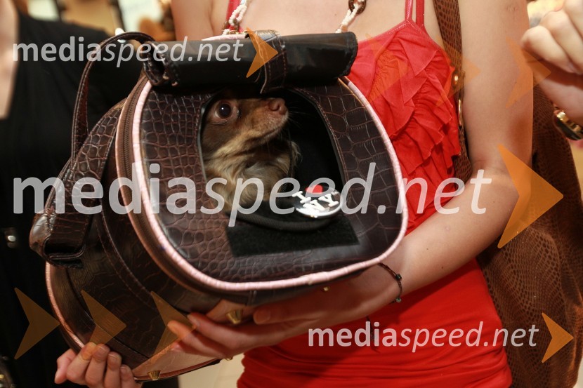 Pes TayOdprtje trgovine New Yorker, Qlandia, Kamnik