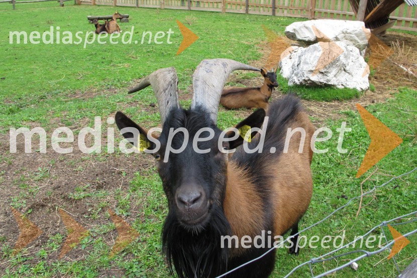 Volkswagen Tiguan, 2011, slovenska predstavitev