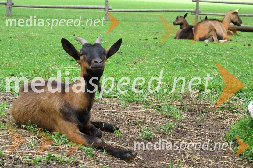 Volkswagen Tiguan, 2011, slovenska predstavitev