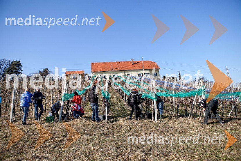 10. Linina trgatev, vinogradništvo Doppler