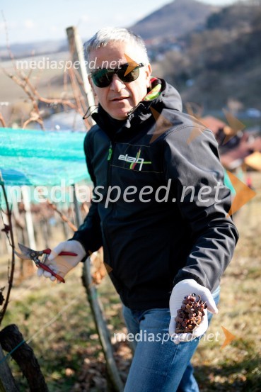 Jasmin Osmanović, lastnik zavarovalniške agencije JOB10. Linina trgatev, vinogradništvo Doppler