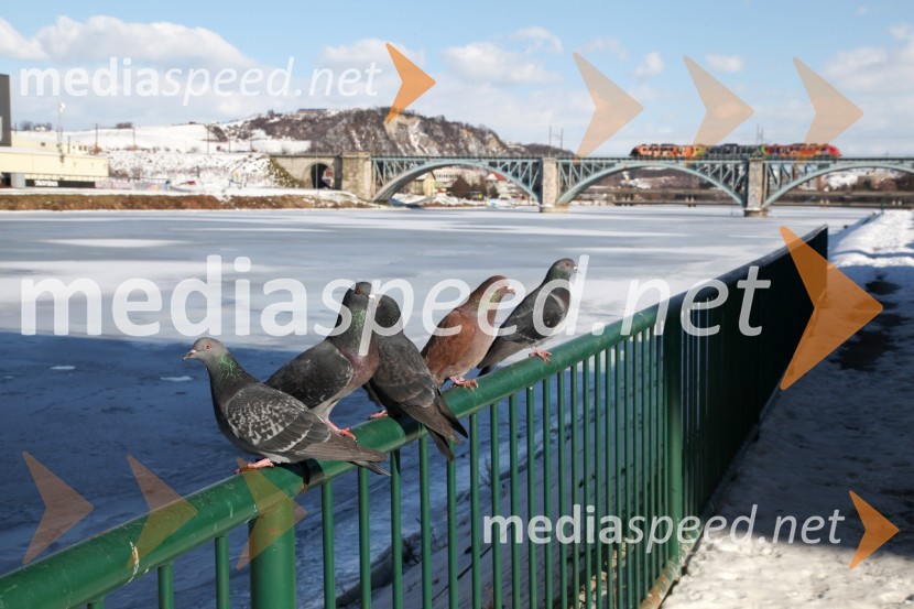 Reka Drava, MariborZasnežena in poledenela reka Drava v Mariboru