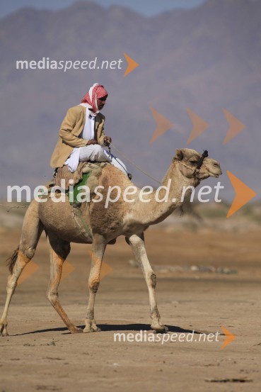 Beduin na kameliEgipt